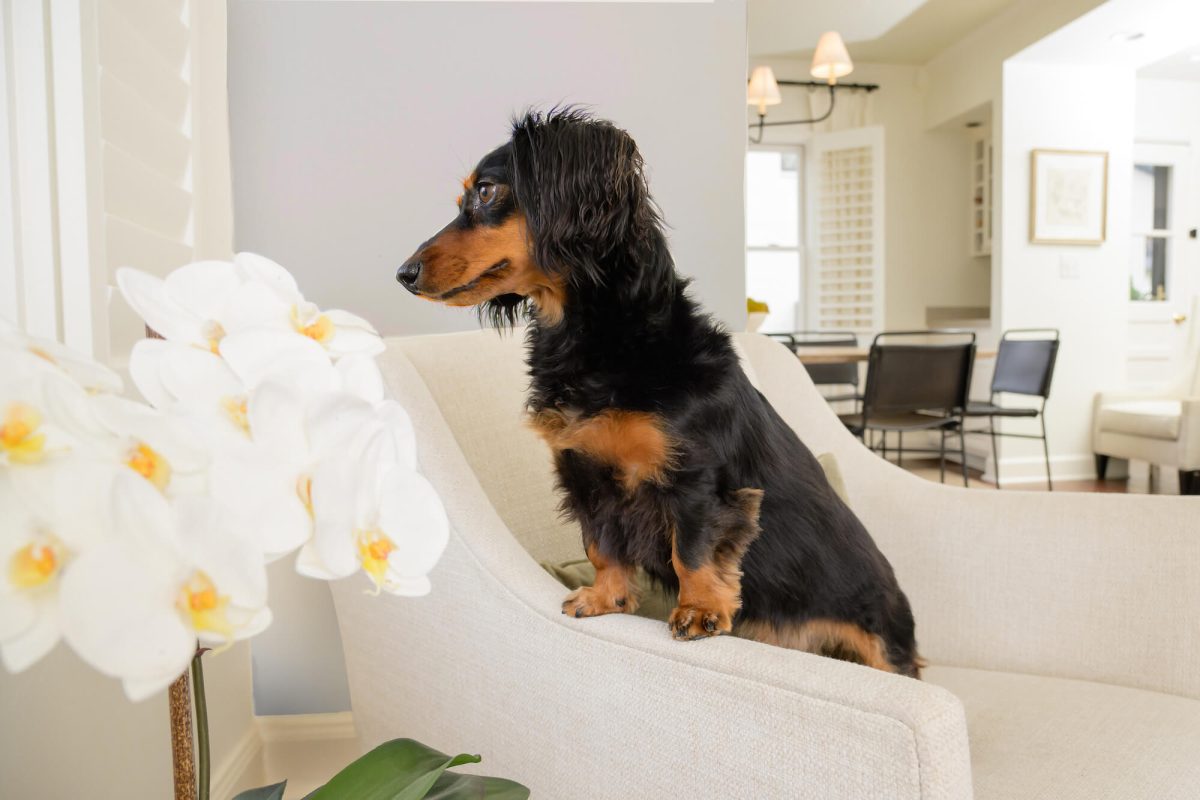 dog standing on a couch in Flint, MI