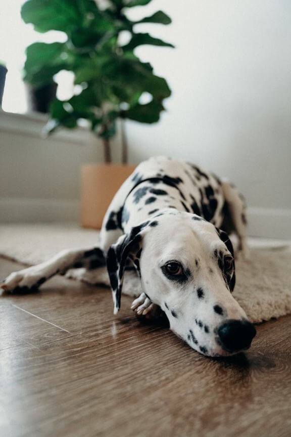b&t chem-dry pet urine removal in midland